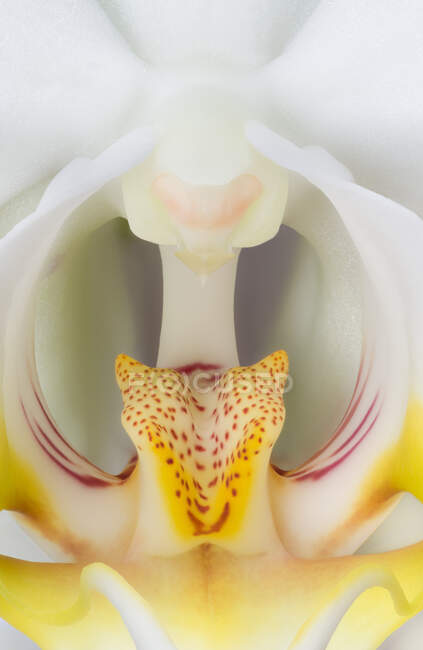 Macrophotography of an orchid with white and yellow colors — Stock Photo