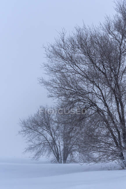 Scenic view of mount slope with dry trees and snow under light sky in wintertime — Stock Photo