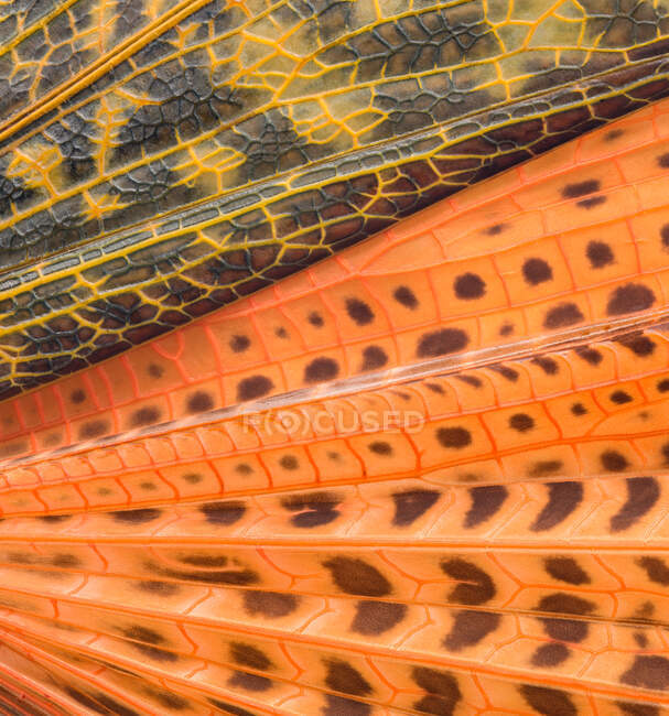 Wings of the 'Giant Red Winged Hopper' ; une sauterelle (Tropidacris dux) du Pérou — Photo de stock