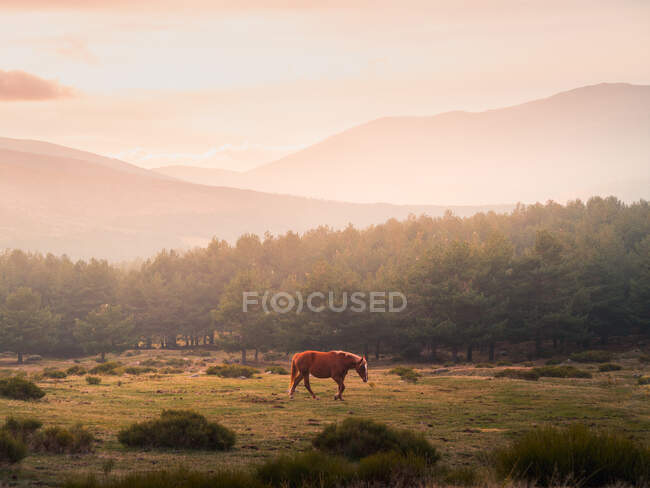 Живописный пейзаж дикой лошади, пасущейся в зеленом поле против хвойных лесов и гор в Сьерра-де-Гуадарама под облачным небом при солнечном свете — стоковое фото