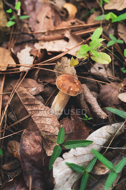 Dall'alto di fungo di Boletus commestibile selvatico che cresce in foglie cadute secche in foresta — Foto stock