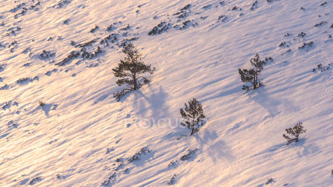 Von oben wachsen Bäume an schneebedeckten Berghängen an sonnigen Tagen — Stockfoto