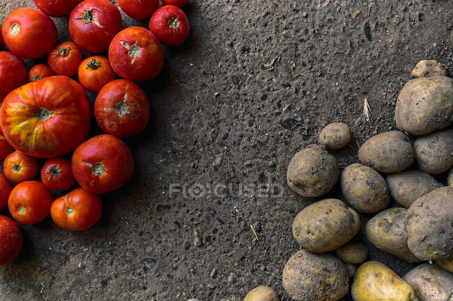 Top view closeup of a pile of red tomatoes and potatoes on the ground — Stock Photo