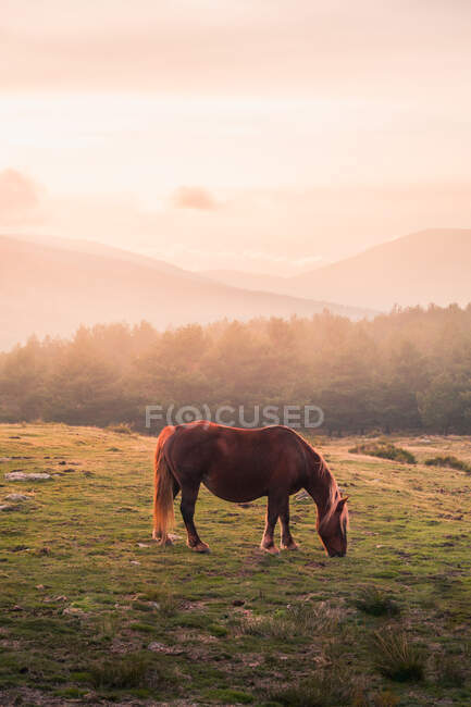 Cenário pitoresco de cavalo selvagem que pastoreia em campo verde contra floresta conífera e montanhas na Serra de Guadarrama sob céu nublado à luz do sol — Fotografia de Stock