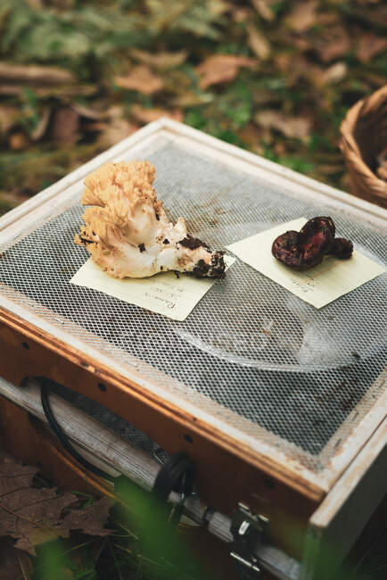 Desde arriba de Ramaria hongos de coral y champiñones comestibles sobre papel con notas sobre secadora portátil en bosque - foto de stock