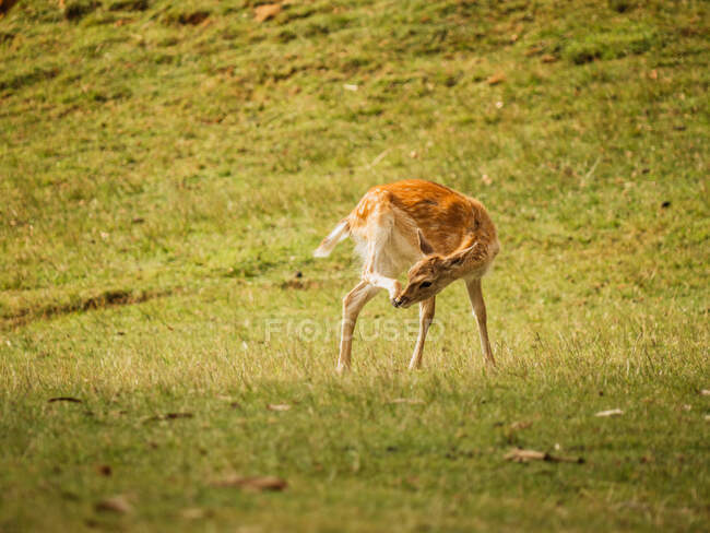 Cervo europeo con pelliccia marrone divertirsi sul prato in savana il giorno d'estate — Foto stock