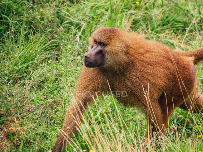 Babbuino con soffice cappotto marrone che distoglie lo sguardo mentre cammina sul prato in savana il giorno d'estate — Foto stock