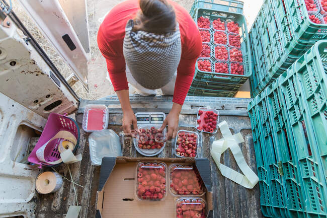 From above of attentive female gardener measuring weight of ripe raspberries on digital scales in van trunk — Stock Photo