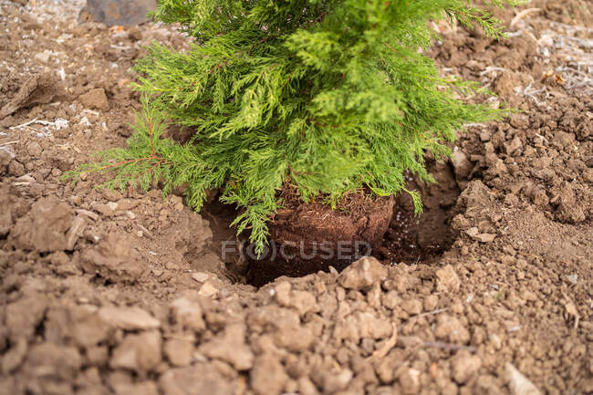 Coniferous tree with lush sprigs and soil in pit among rough terrain in daytime — Stock Photo