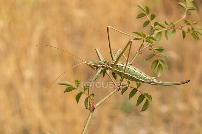 Primer plano de Common Predatory Bush-cricket (Saga pedo) - foto de stock