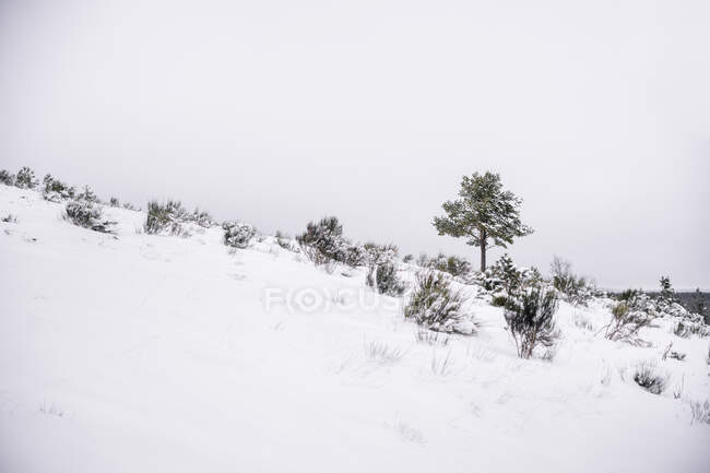Pintoresco paisaje de campo nevado vacío entre los árboles en día nublado en invierno - foto de stock
