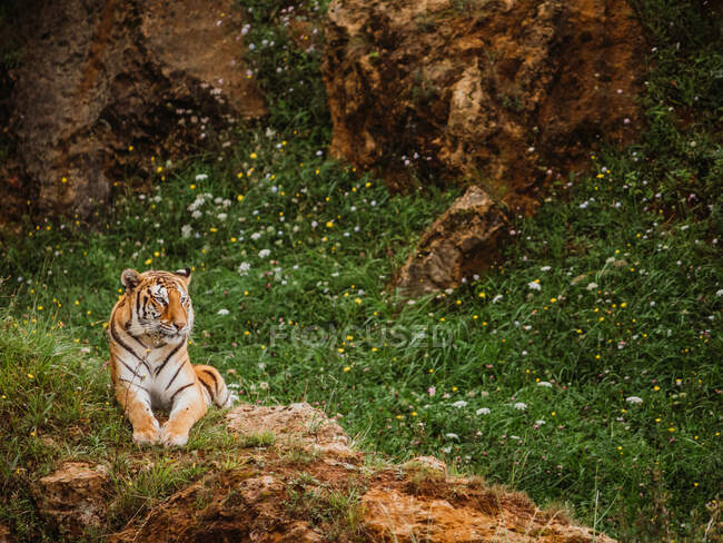 Tiger with striped coat looking away while lying on terrain against mount and blossoming flowers in savannah — Stock Photo