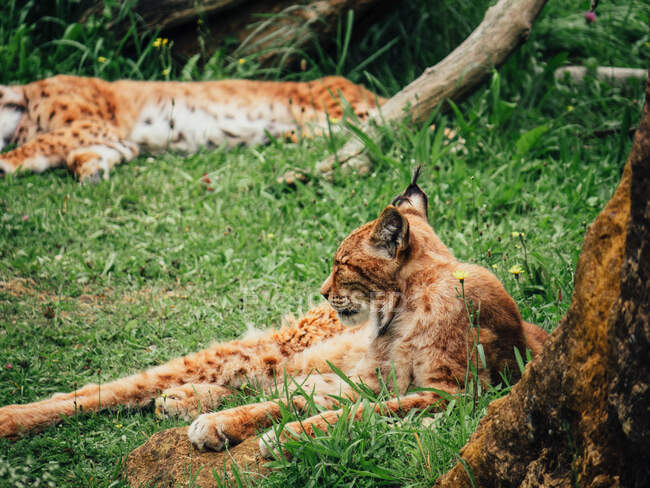 Lynx con pelliccia marrone e strisce nere sul muso distogliendo lo sguardo mentre sdraiato sul prato in estate — Foto stock