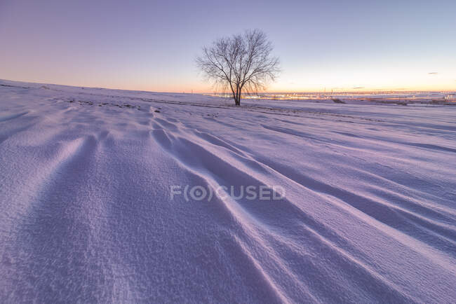 Paysage d'un vaste terrain sans fin couvert de neige avec des arbres nus poussant dans la campagne hivernale au coucher du soleil — Photo de stock