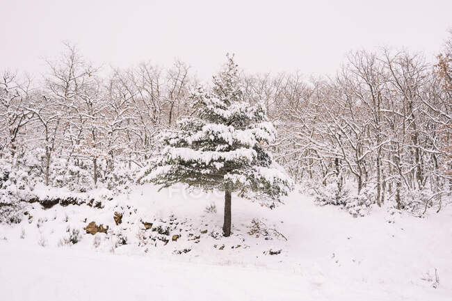 Живописный пейзаж пустого снежного поля среди деревьев в облачный день в зимнее время — стоковое фото