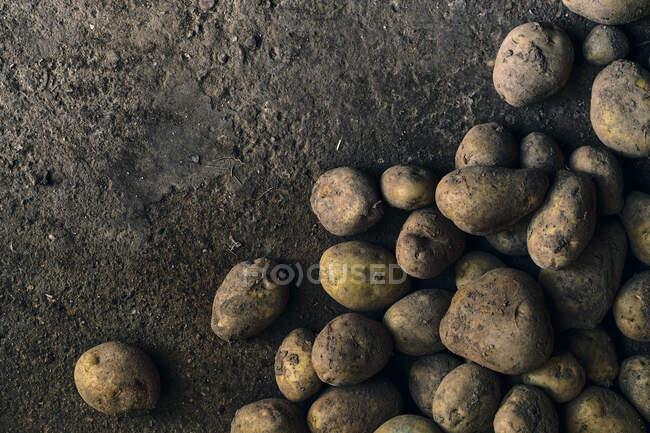 Вид сверху крупным планом кучи картофеля на земле — стоковое фото