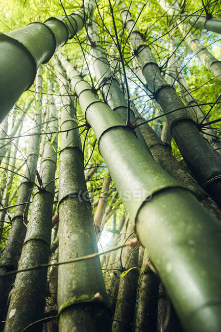 Снизу живописный вид на высокие бамбуковые ветки с ребристой поверхностью, растущей в лесу при дневном свете — стоковое фото
