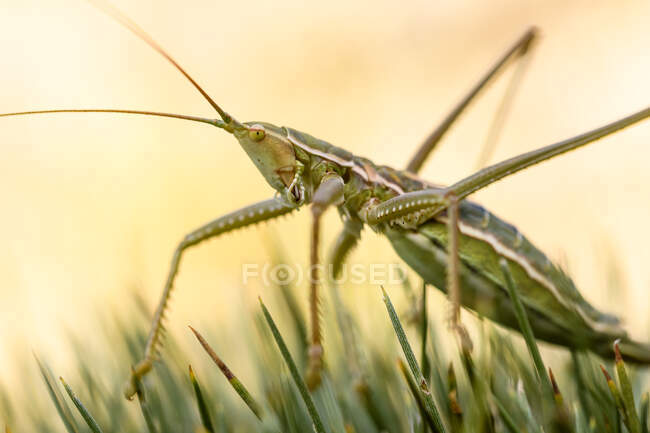 Primo piano del comune predatore Bush-cricket (Saga pedo) — Foto stock