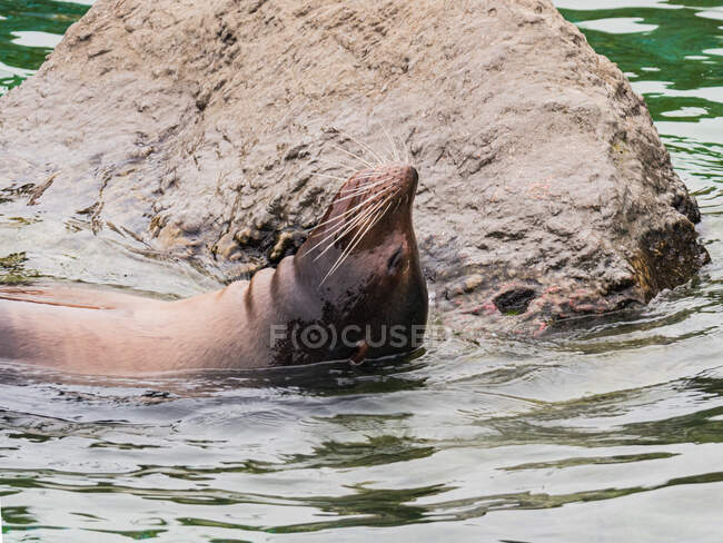 Морской лев с гладким пальто и закрытыми глазами плавает против грубого камня в воде в дневное время — стоковое фото
