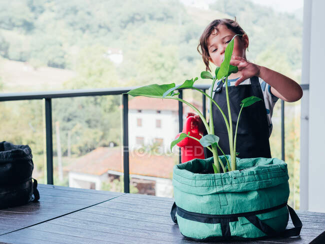 Сосредоточенная маленькая девочка в черном фартуке стоит и поливает зеленое растение в горшке на балконе против зеленого холма в дневное время — стоковое фото