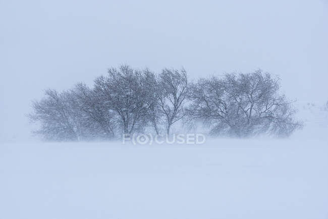 Вид на схил гори з сухими деревами та снігом під світлим небом взимку — стокове фото