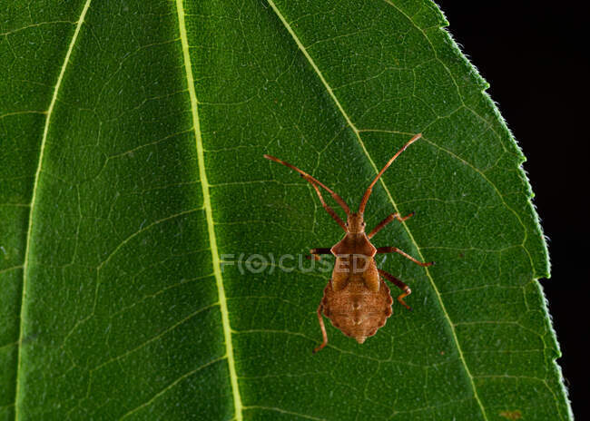 Großaufnahme von Dock Bug oder rötlich-braunem Squashbug (Coreus marginatus) auf einem grünen Blatt — Stockfoto