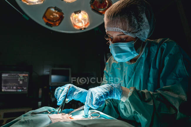 Veterinarian in sterile gloves with surgical tweezers and scissors operating anonymous animal against heart rate monitor in hospital — Stock Photo
