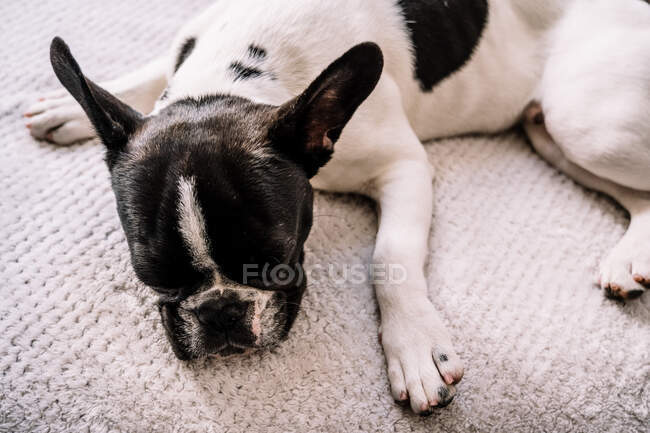 From above a french bulldog with eyes closed lying on a blanket — Stock Photo