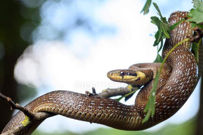 Портрет молодої Ескулапійської змії (Zamenis longissimus) на гілках дерева — стокове фото