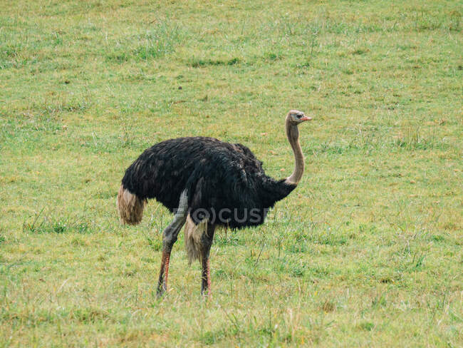 Avestruz africana com pescoço cinza longo e penas pretas em pé em prados no dia de verão — Fotografia de Stock