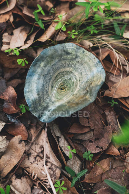 Высокий угол съедобного гриба индиго, растущего на земле, покрытой сухими листьями в осеннем лесу — стоковое фото