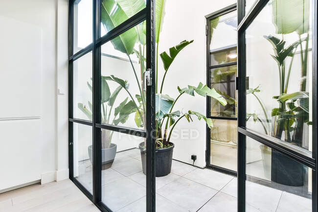Topfpflanzen tagsüber zu Hause gegen Glaswand — Stockfoto