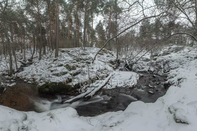 Riacho sinuoso que flui através de floresta sem folhas coberta de neve no inverno Parque Nacional Sierra de Guadarrama — Fotografia de Stock