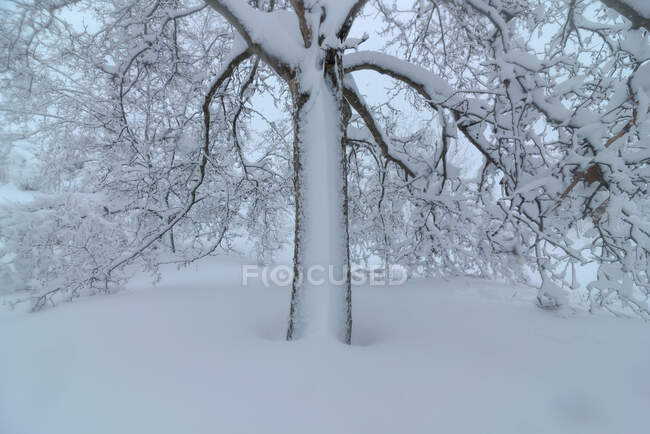 Scenic view of overgrown tree with curved dry branches growing on snowy terrain in wintertime — Stock Photo