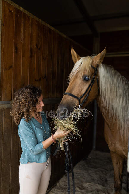 Зрелая женщина с вьющимися волосами дает сухую траву жеребцу в деревянной конюшне в школе верховой езды — стоковое фото