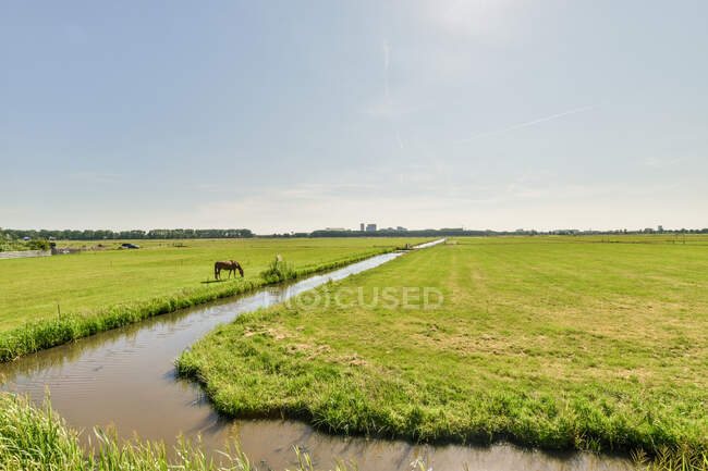 Вид на жеребец, поедающий траву на газоне у реки под облачным небом в солнечный день — стоковое фото