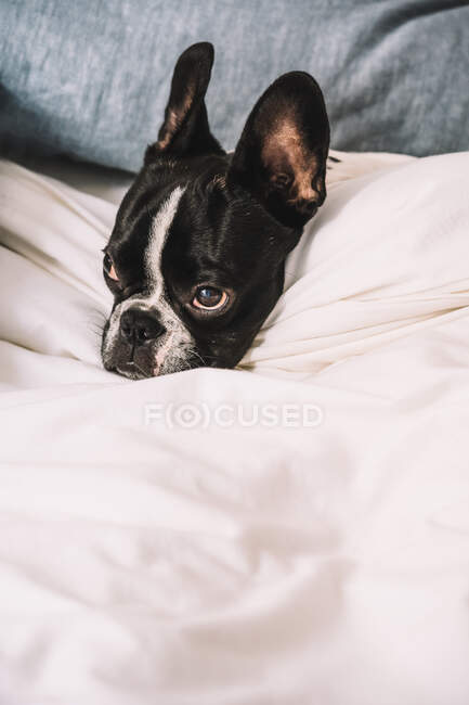 Французький бульдог, закутаний у рушник, спокійно спить на ліжку. — стокове фото