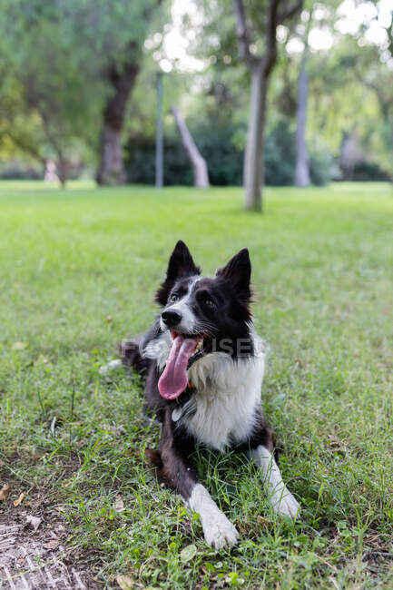 Позитивная собака с языком, лежащая на зеленой траве в парке днем — стоковое фото