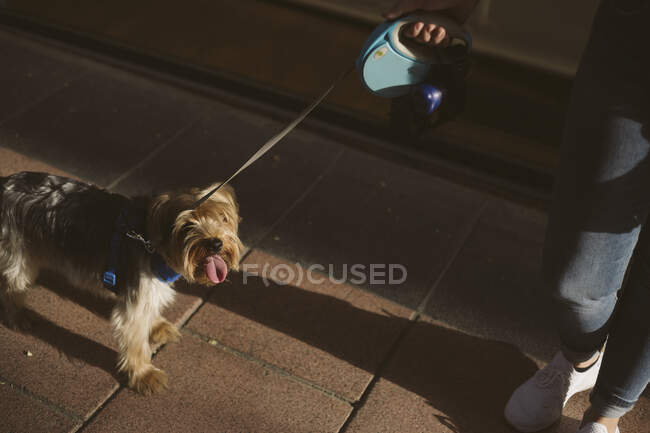 Cropped unrecognizable owner with adorable Yorkshire Terrier with tongue out on leash standing on street during walk — Stock Photo