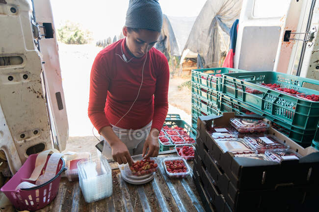 Внимательный садовник женского пола, измеряющий вес спелой малины на цифровых весах в багажнике фургона — стоковое фото