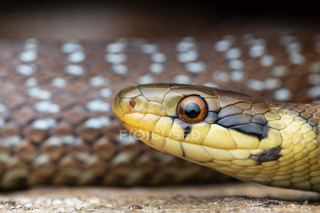 Ritratto di giovane serpente esculapico (Zamenis longissimus) — Foto stock