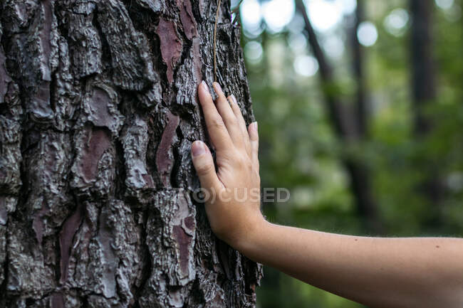 Crop unrecognizable female touching old tree trunk with rugged bark while exploring woods on blurred background — Stock Photo