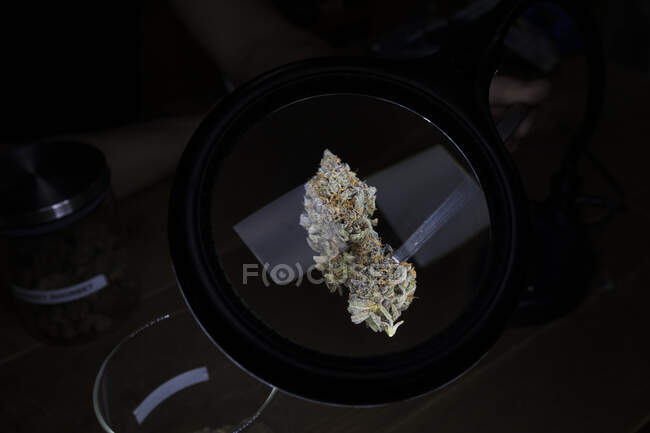 Du dessus des bourgeons floraux de cannabis séché avec feuillage sur une surface arrondie dans la pièce — Photo de stock