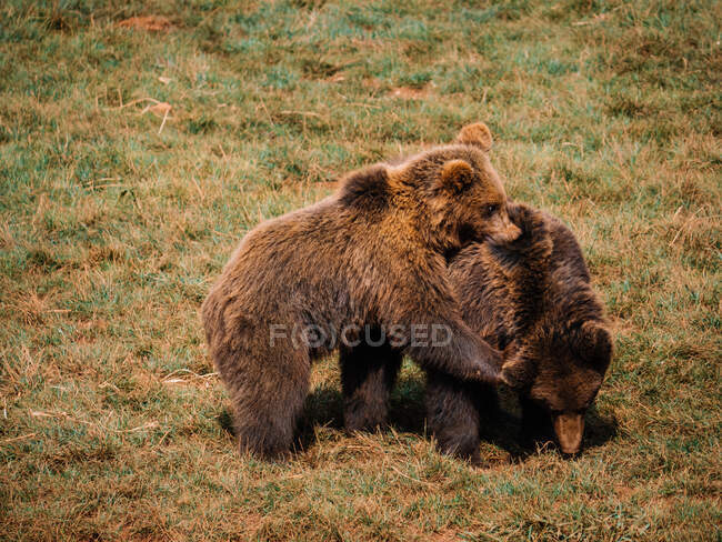 Ursinhos com pêlo marrom fofo se divertindo no prado com grama desbotada na savana — Fotografia de Stock