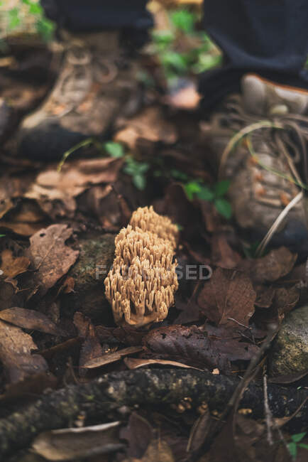 Съедобные коралловые грибы Рамарии, растущие на земле, покрытой опавшими листьями картошки в осеннем лесу — стоковое фото