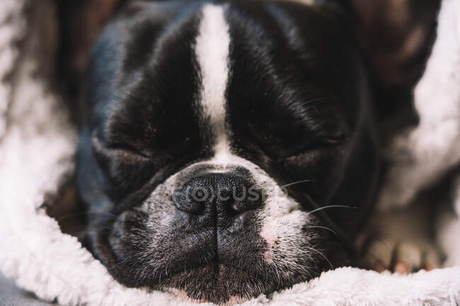Primo piano del piccolo Bulldog francese avvolto in un asciugamano che dorme tranquillamente sul pavimento — Foto stock