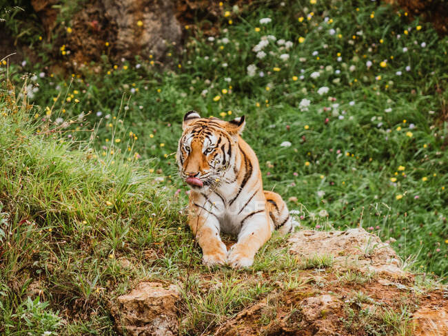Tigre con abrigo a rayas mirando hacia otro lado mientras está acostado en el terreno contra el monte y flores en flor en sabana - foto de stock