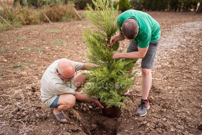 Padre mayor con hijo adulto plantando árbol siempreverde en hoyo con suelo áspero a la luz del día - foto de stock