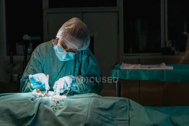Vétérinaire en gants stériles avec pince à épiler chirurgicale et ciseaux opérant un animal anonyme à l'hôpital — Photo de stock