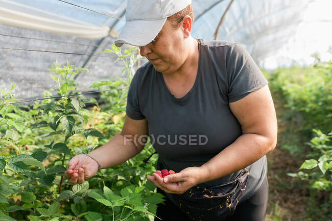 Agricultora adulta focada na cultura em pé em estufa e coletando framboesas maduras de arbustos durante o processo de colheita — Fotografia de Stock